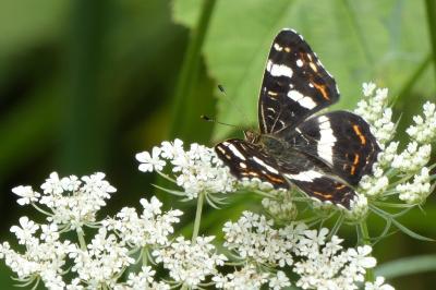 <i>Araschnia levana</i>