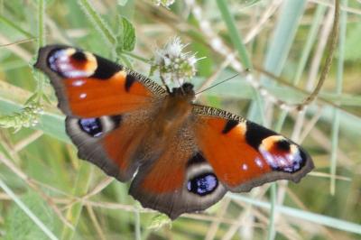 <i>Aglais io</i>