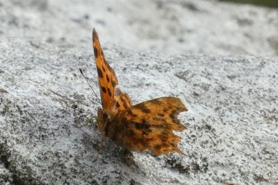 <i>Polygonia c-album</i>