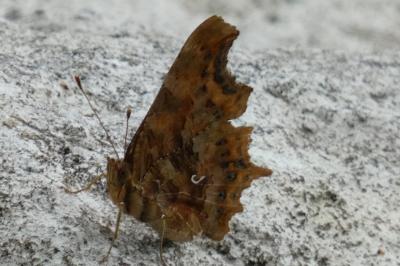 <i>Polygonia c-album</i>