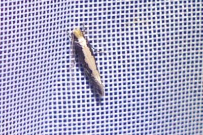 <i>Monopis obviella</i>