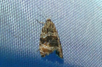 <i>Celypha cespitana</i>