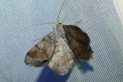 <i>Macaria liturata</i>