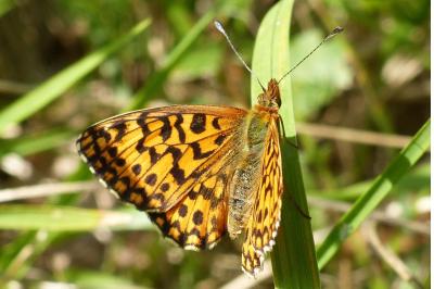<i>Boloria dia</i>