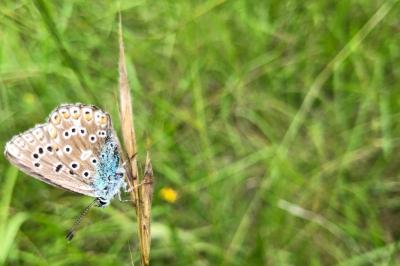 <i>Polyommatus icarus</i>