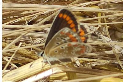 <i>Aricia agestis</i>