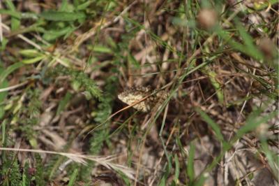 <i>Ematurga atomaria</i>