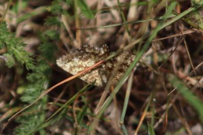 <i>Ematurga atomaria</i>