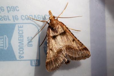 <i>Stemmatophora brunnealis</i>