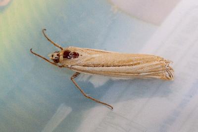 <i>Ancylolomia tentaculella</i>