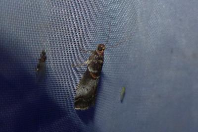 <i>Acrobasis advenella</i>