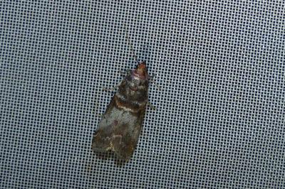 <i>Acrobasis advenella</i>