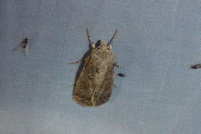 <i>Agrotis bigramma</i>