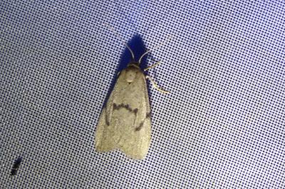 Apaidia mesogona