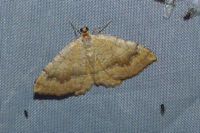 <i>Camptogramma bilineata</i>