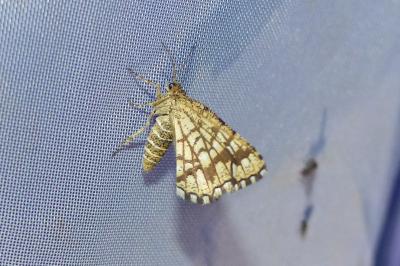 <i>Chiasmia clathrata</i>