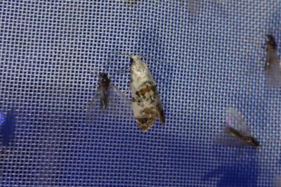 <i>Cochylis hybridella</i>