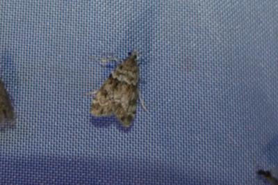 <i>Eudonia mercurella</i>