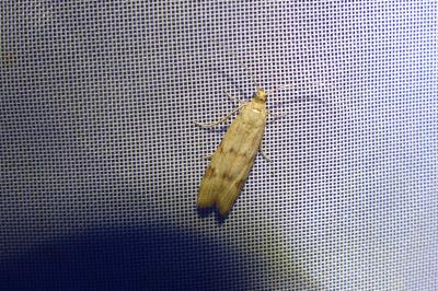 <i>Homoeosoma sinuella</i>