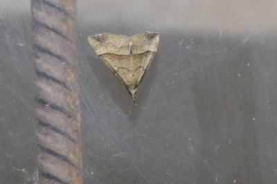 <i>Hypena proboscidalis</i>