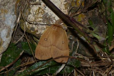 <i>Lasiocampa quercus</i>