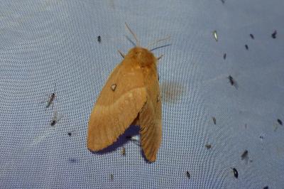 <i>Lasiocampa quercus</i>