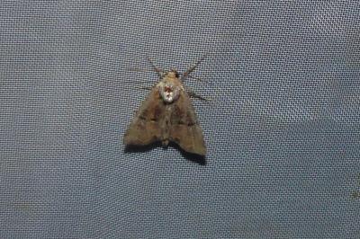 <i>Mesoligia furuncula</i>