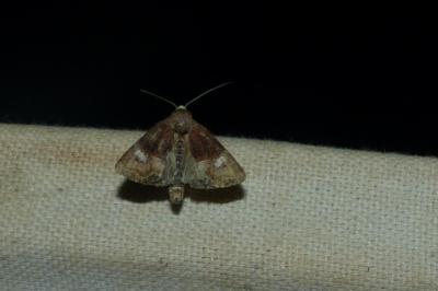 <i>Mesoligia furuncula</i>