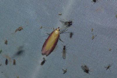 <i>Oncocera semirubella</i>
