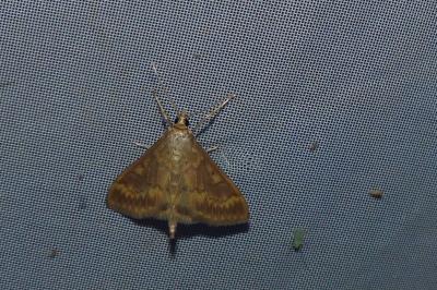 <i>Ostrinia nubilalis</i>