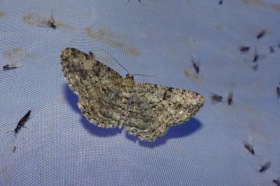 <i>Peribatodes rhomboidaria</i>
