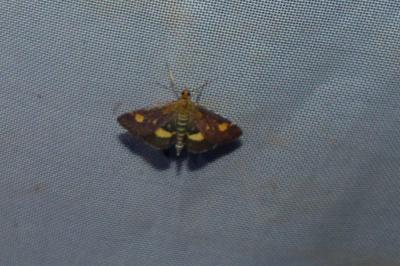 <i>Pyrausta aurata</i>