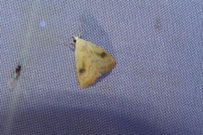 <i>Rivula sericealis</i>