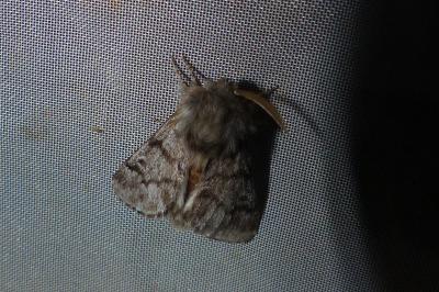 <i>Thaumetopoea pityocampa</i>