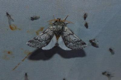 <i>Thaumetopoea pityocampa</i>