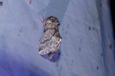 <i>Thaumetopoea pityocampa</i>
