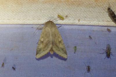 <i>Helicoverpa armigera</i>