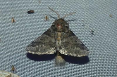 <i>Thaumetopoea processionea</i>