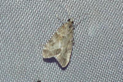 <i>Eudonia pallida</i>