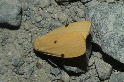 <i>Lithosia quadra</i>