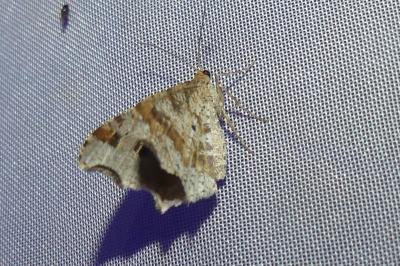 <i>Macaria alternata</i>