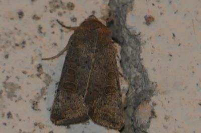 <i>Hoplodrina blanda</i>