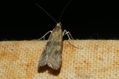 <i>Nomophila noctuella</i>