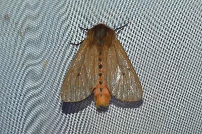 <i>Phragmatobia fuliginosa</i>