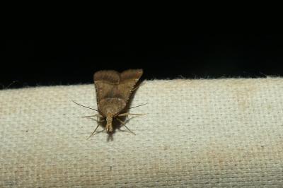 <i>Synaphe punctalis</i>