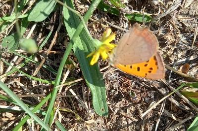 <i>Lycaena phlaeas</i>