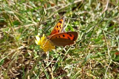 <i>Lycaena phlaeas</i>