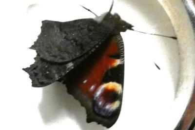 <i>Aglais io</i>