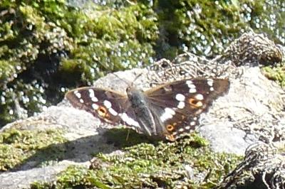 <i>Apatura ilia</i>