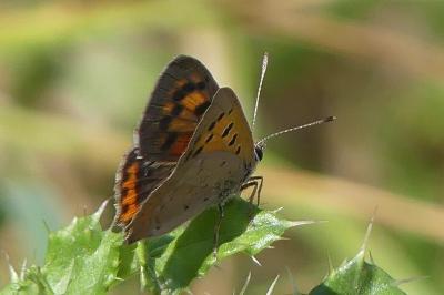 <i>Lycaena phlaeas</i>